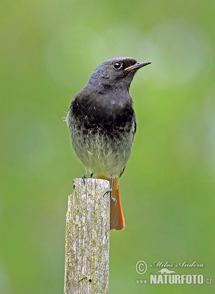 Phoenicurus ochruros