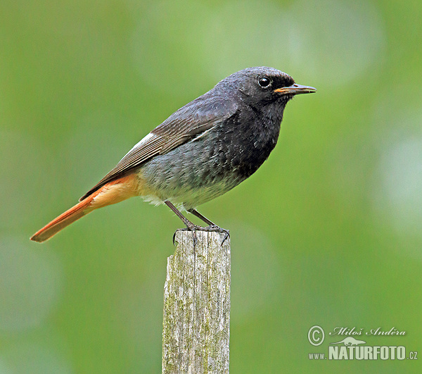 Phoenicurus ochruros