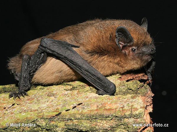 Pipistrell