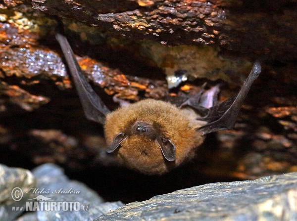 Pipistrelle commune