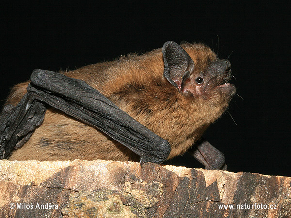 Pipistrelle commune