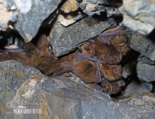 Pipistrelle commune