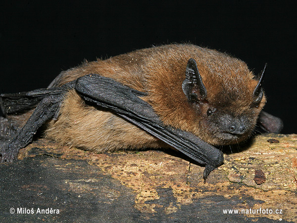 Pipistrelle commune