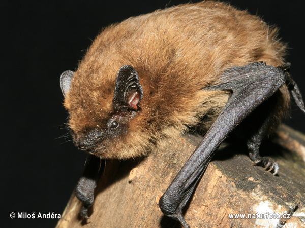 Pipistrelle soprane