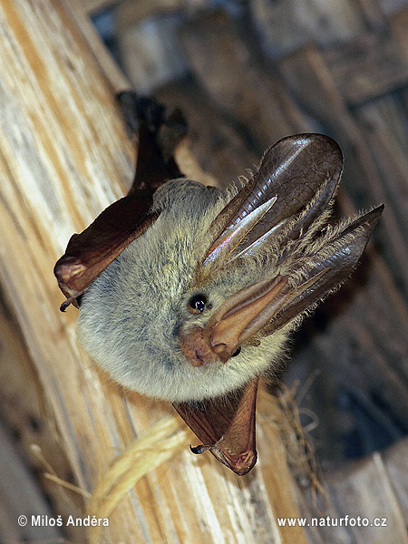 Pipistrello dalle ali gialle