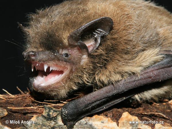 Pipistrello di Nathusius