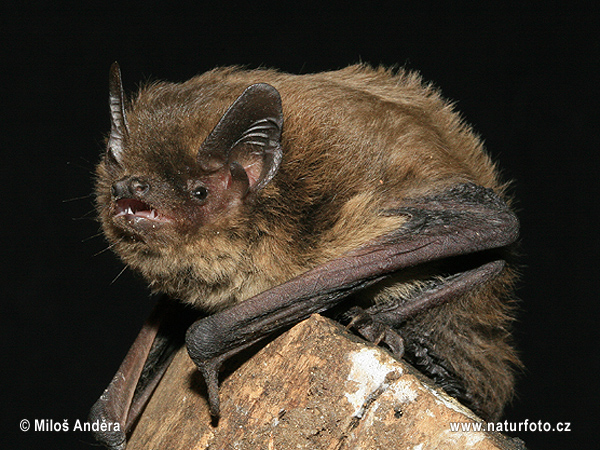 Pipistrello di Nathusius