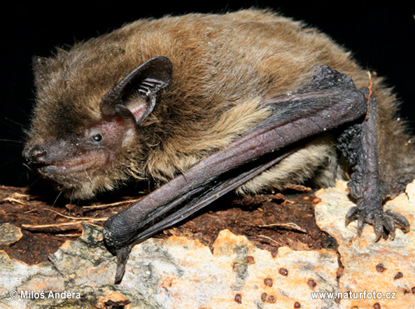 Pipistrellus nathusii