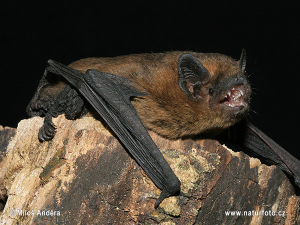 Pipistrellus pipistrellus