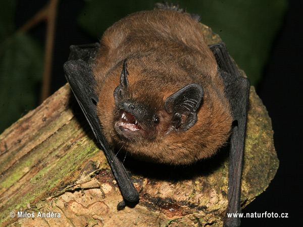 Pipistrellus pipistrellus