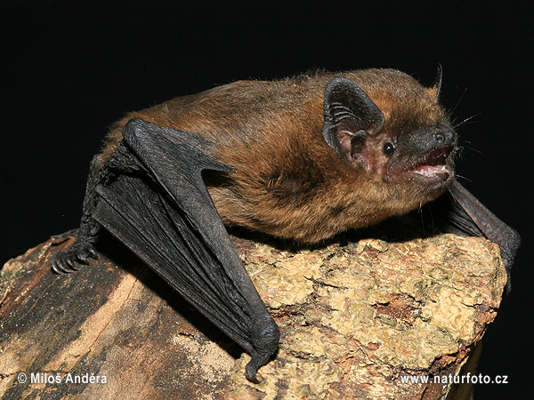 Pipistrellus pipistrellus