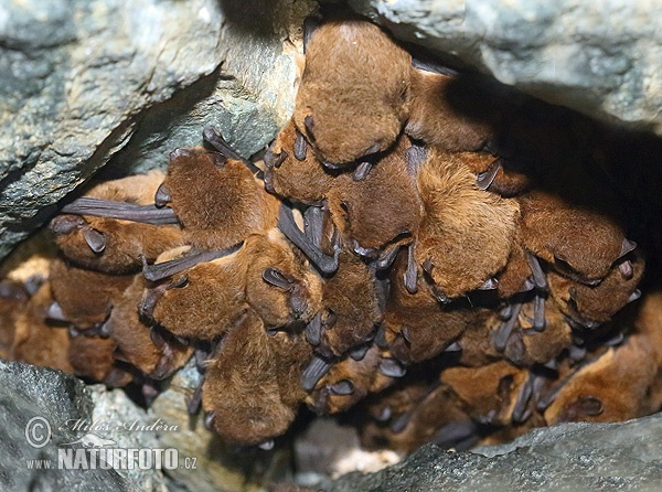 Pipistrellus pipistrellus