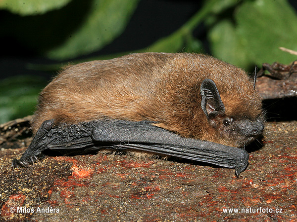 Pipistrellus pipistrellus