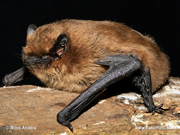 Pipistrellus pygmaeus