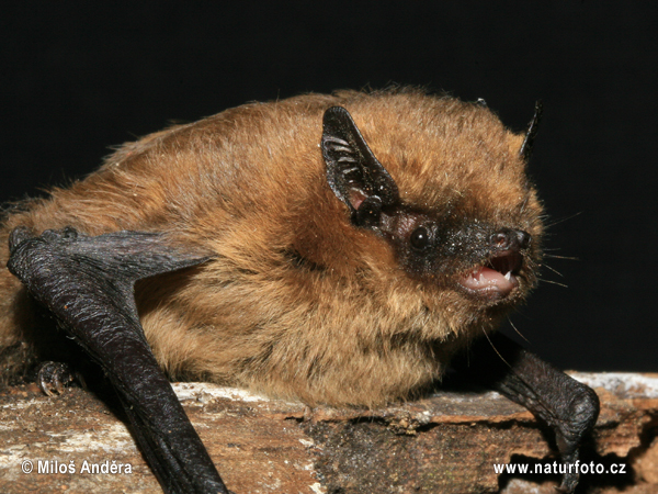 Pipistrellus pygmaeus