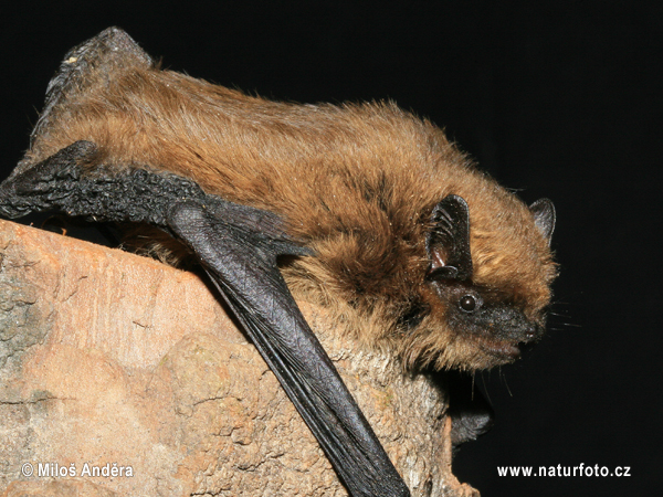 Pipistrellus pygmaeus