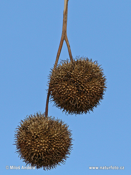 Platanus x acerifolia