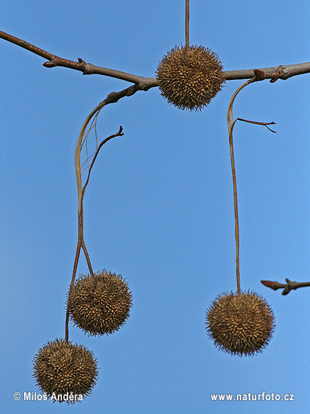 Platanus x acerifolia