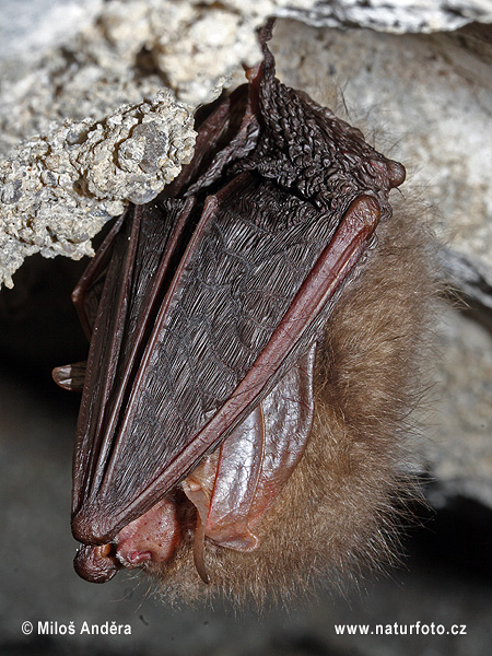 Plecotus auritus