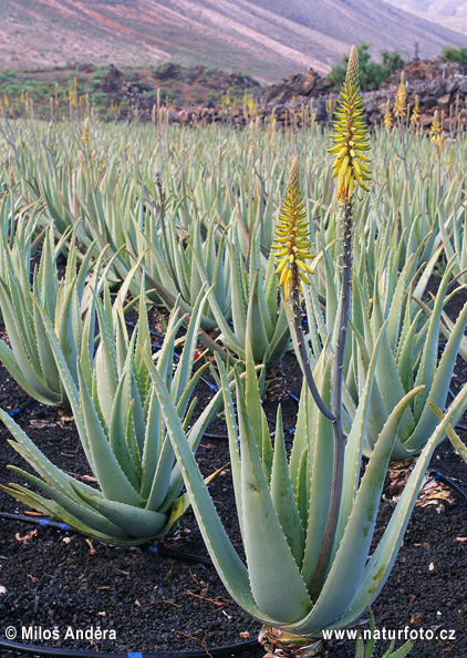 Pokok Lidah Buaya