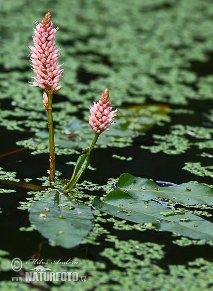 Polygonum amphibium