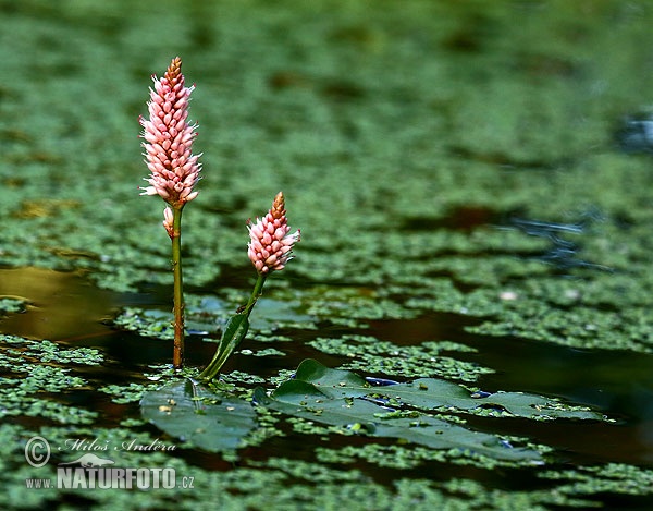 Polygonum amphibium