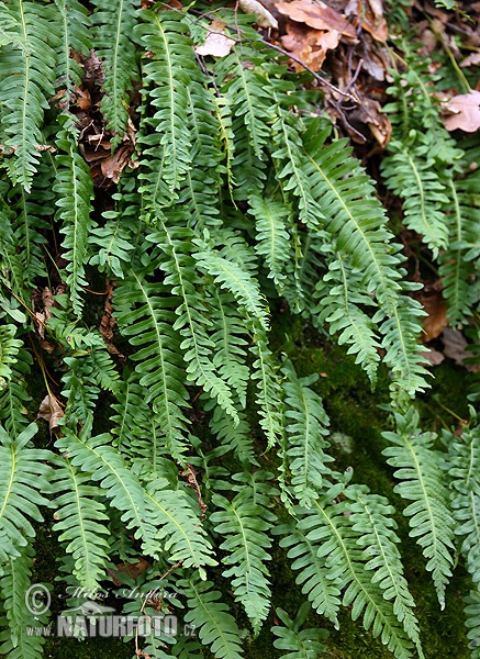 Polypodium vulgare