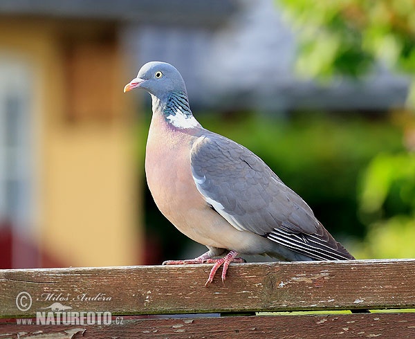 Porumbel gulerat