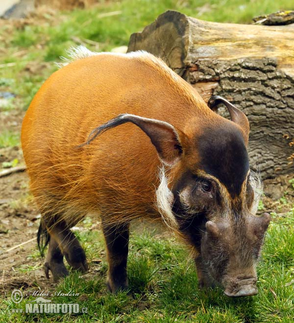 Potamochoerus porcus