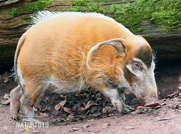 Potamoquero rojo