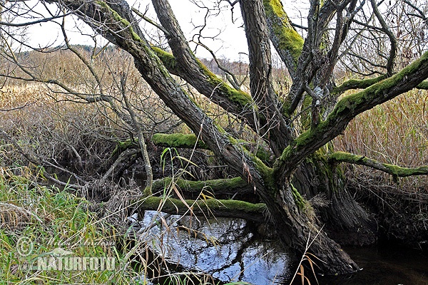 PR Meandry Svratky u Milov