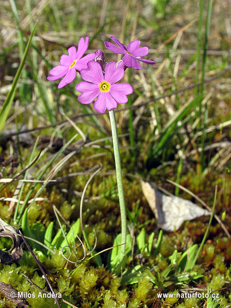 Primula farinosa