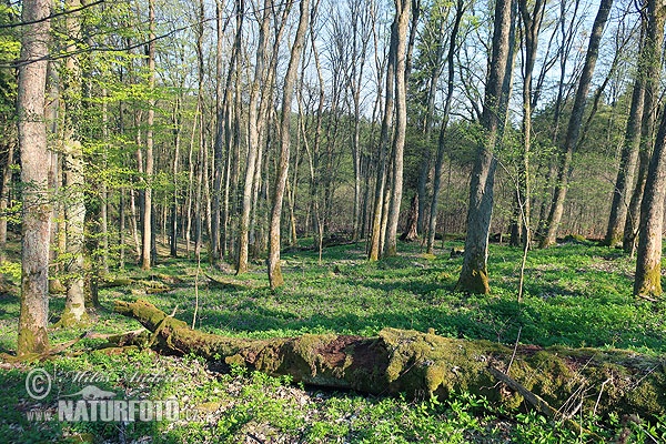Protected Landscape Area Brdy, PR Třemešný vrch (PR Tremesny vrch)