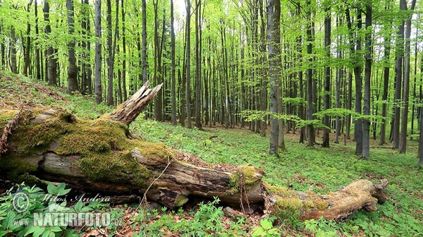 Protected Landscape Area Brdy (PR Getsemanka)
