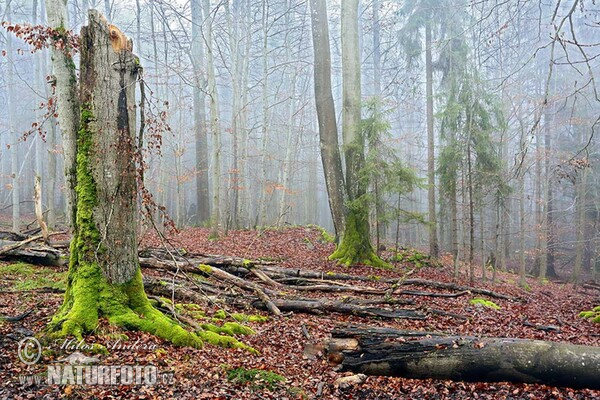 Protected Landscape Area Brdy (PR Getsemanka)