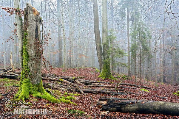 Protected Landscape Area Brdy (PR Getsemanka)