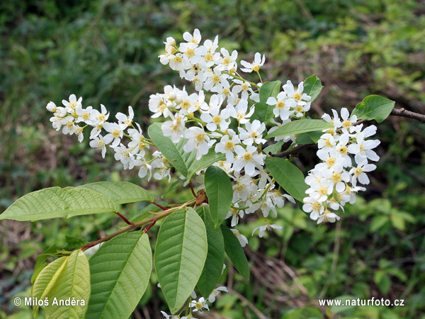 Prunus padus