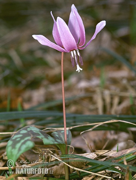 Psiząb liliowy