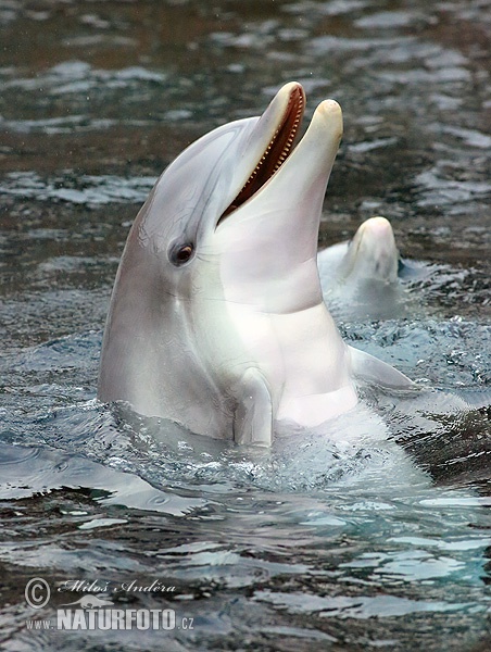 Pudeļdeguna delfīns