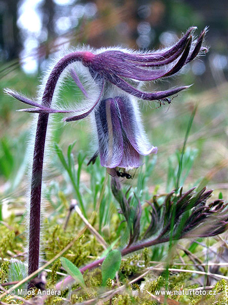 Pulsatilla pratensis