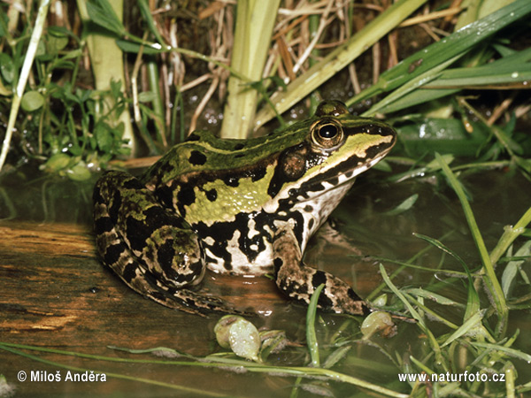 Rana europea común