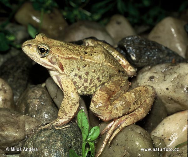 Rana temporaria