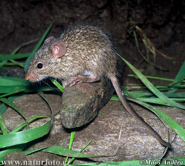 Rata africana de la hierba