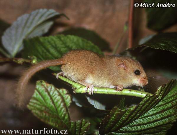 Rata dormidora rogenca