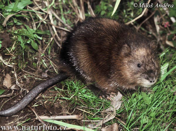 Rata mesquera