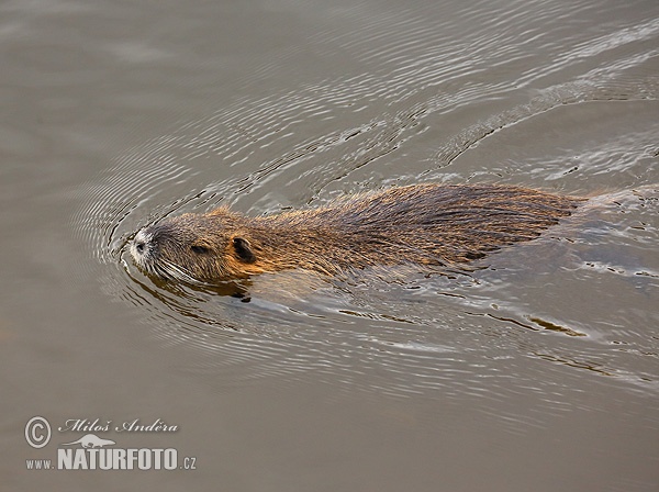 Ratão-do-banhado