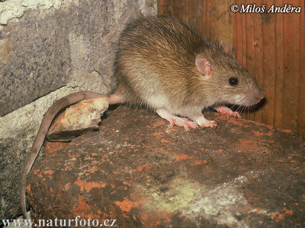 Rato-marrom