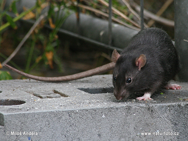 Rato-preto