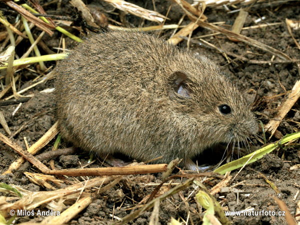 Rato silvestre