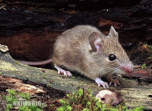 Ratolí de bosc